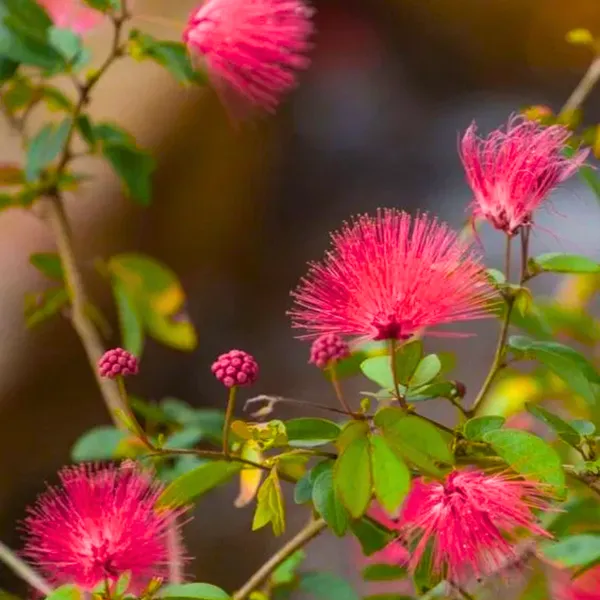 Beautiful_Calliandra_Red_Powderpuff_Live_Plant_Default_Title