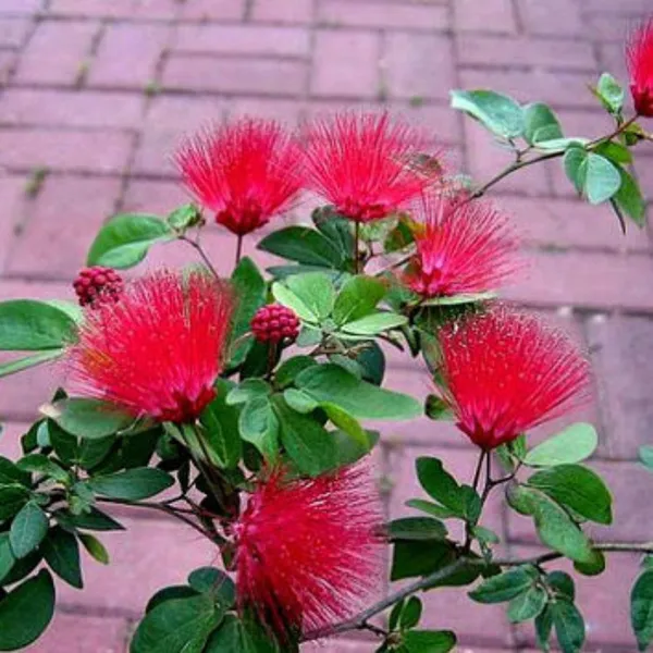 Calliandra_Red_Powderpuff_Live_Beautiful_Bonsai_Plant_Default_Title