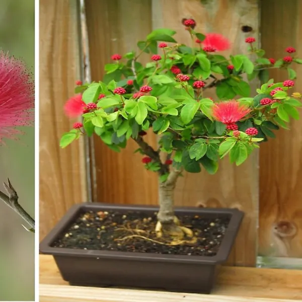 Calliandra_Red_Powderpuff_Live_Beautiful_Bonsai_Plant_Default_Title