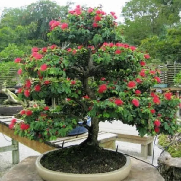Calliandra_Red_Powderpuff_Live_Beautiful_Bonsai_Plant_Default_Title