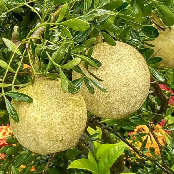 Rare_Grafted_Sweet_Bael_Limonia_Acidissima_Chocolate_Wood_Apple_Grafted_Fruit_Live_Plant_Suitable_For_Bonsai_Default_Title