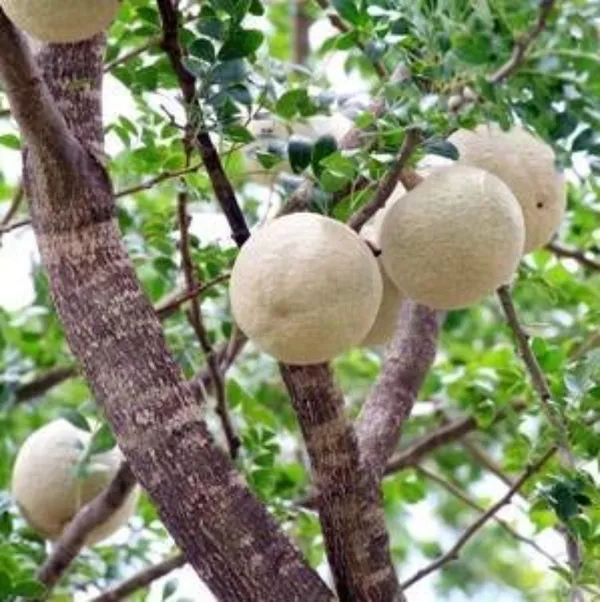Rare_Grafted_Sweet_Bael_Limonia_Acidissima_Chocolate_Wood_Apple_Grafted_Fruit_Live_Plant_Suitable_For_Bonsai_Default_Title