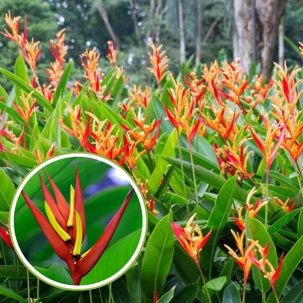 Heliconia_Plant_Bulbs_Heliconia_Mathiasiae_Mildred_7_Bulbs_Green_Paradise_Live_Default_Title