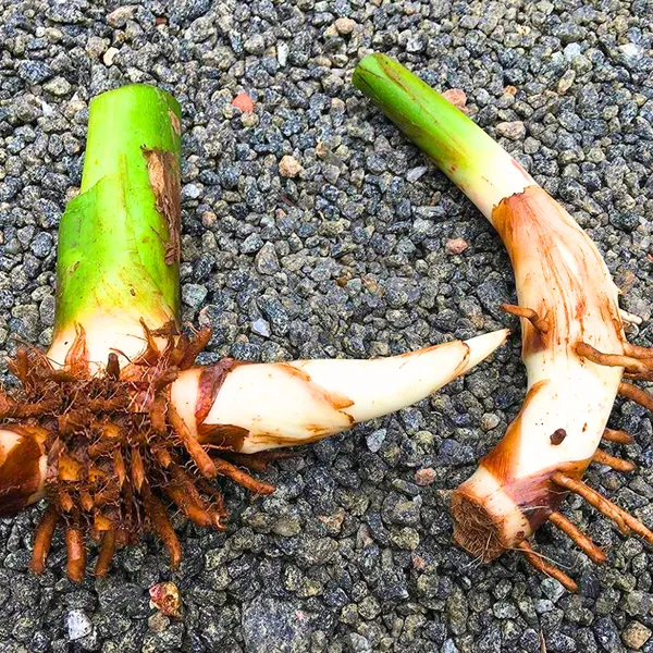 Heliconia_Plant_Bulbs_Heliconia_Mathiasiae_Mildred_7_Bulbs_Green_Paradise_Live_Default_Title