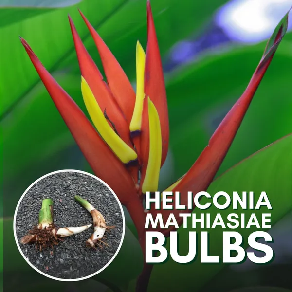Heliconia_Plant_Bulbs_Heliconia_Mathiasiae_Mildred_7_Bulbs_Green_Paradise_Live_Default_Title