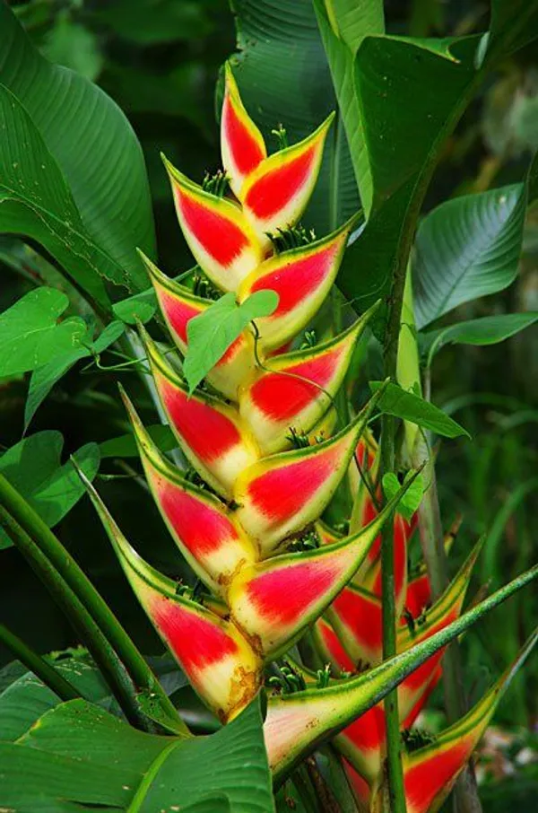 Green_Paradise_Live_Heliconia_Wagneriana_Plant_With_Plastic_Pot_Default_Title