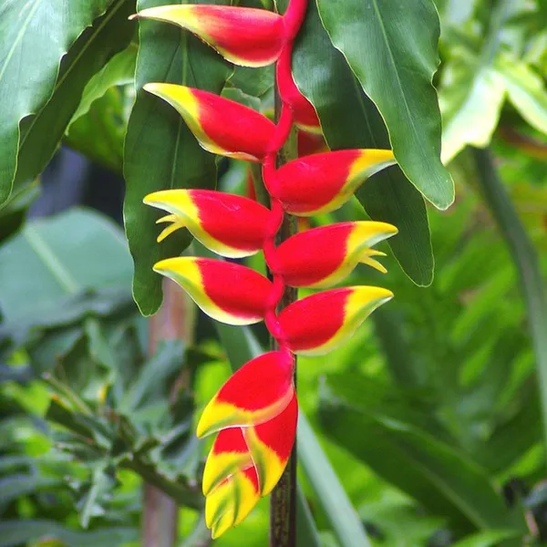 Green_Paradise_Live_Heliconia_Psittacorum_Golden_Torch_Live_Plant_Healthy_Plant_Default_Title