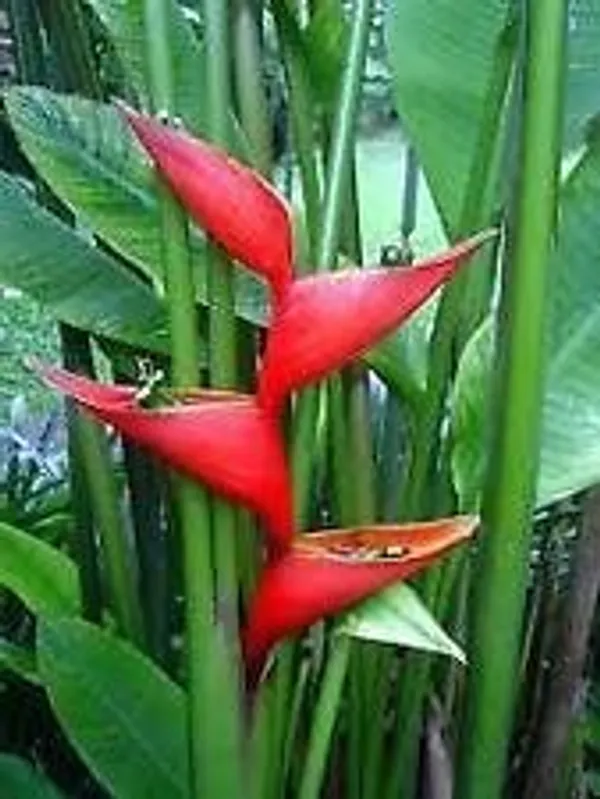 Green_Paradise_Live_Heliconia_Psittacorum_Golden_Torch_Live_Plant_Healthy_Plant_Default_Title