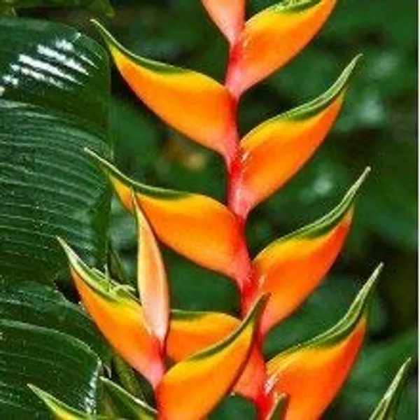 Heliconia_Golden_Torch_Plant_Bulbs_Positive_Energy_And_Beautiful_Flowers_Giving_Plant_Species_Pack_Of_3_Default_Title