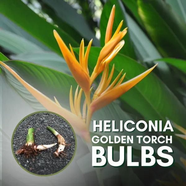 Heliconia_Golden_Torch_Plant_Bulbs_Positive_Energy_And_Beautiful_Flowers_Giving_Plant_Species_Pack_Of_3_Default_Title