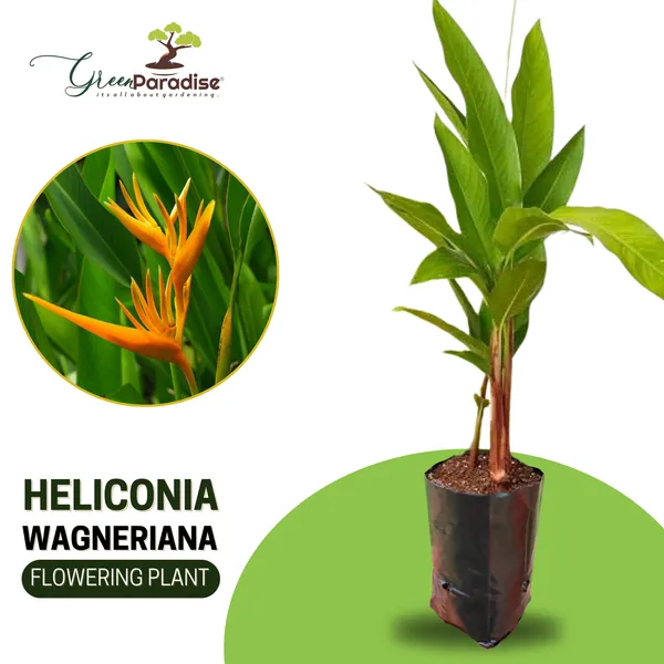 Rare_Heliconia_Wagneriana_Live_Plant_Heliconia_Psittacorum_Live_Plant_Default_Title