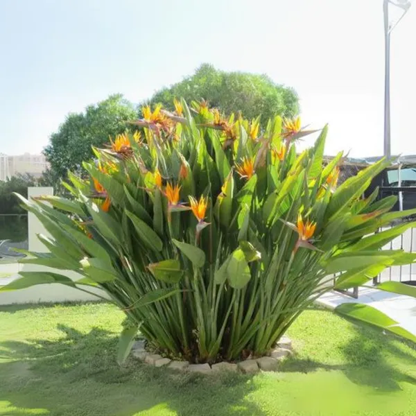 Rare_Heliconia_Wagneriana_Live_Plant_Heliconia_Psittacorum_Live_Plant_Default_Title