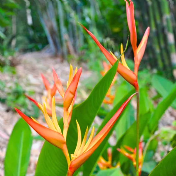Rare_Heliconia_Wagneriana_Live_Plant_Heliconia_Psittacorum_Live_Plant_Default_Title