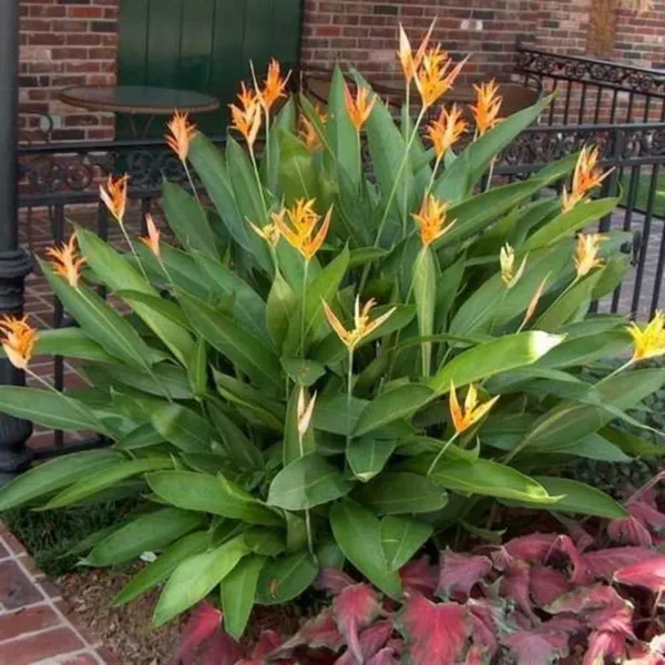 Rare_Heliconia_Wagneriana_Live_Plant_Heliconia_Psittacorum_Live_Plant_Default_Title