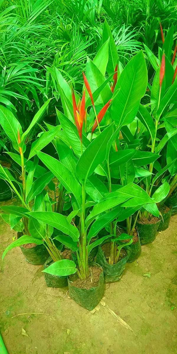 Heliconia_Psittacorum_Golden_Torch_Live_Plant_Heliconia_Psittacorum_Live_Plant_Default_Title