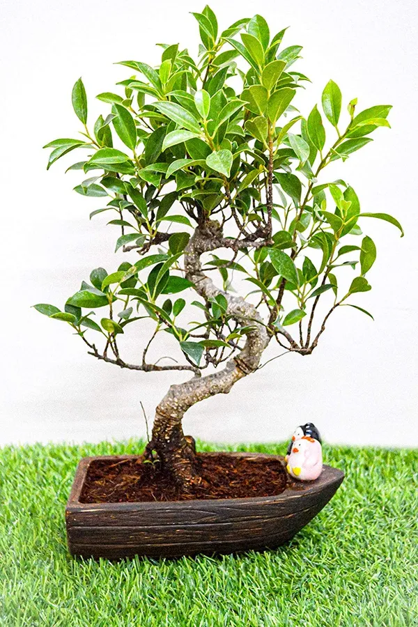 S_Shape_Live_Ficus_Bonsai_Plant_Default_Title