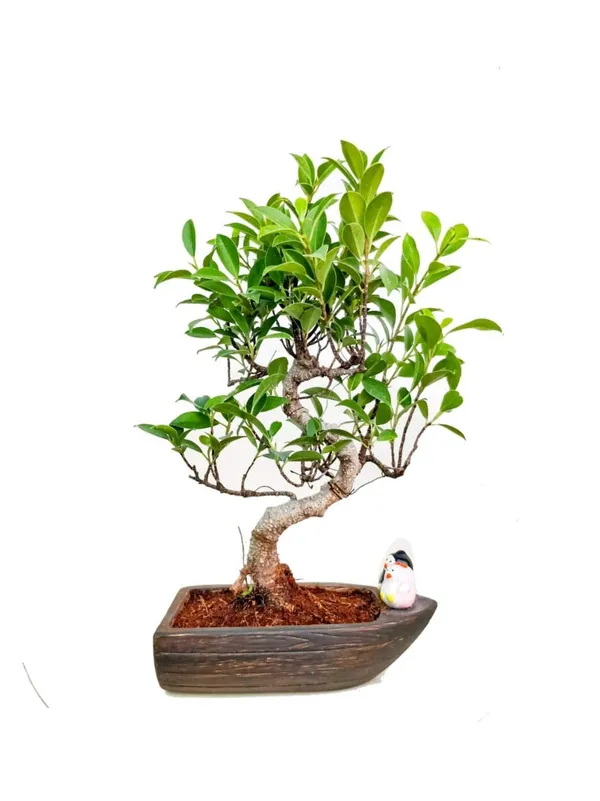 S_Shape_Live_Ficus_Bonsai_Plant_Default_Title