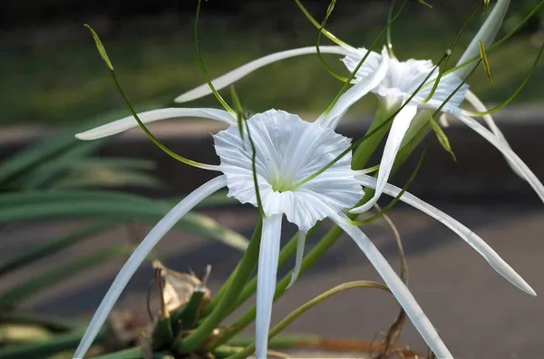 Good_Luck_Sudarashan_Lily_Plant_Beach_Spider_Lily_Live_Plant_Hymenocallis_Littoralis_Default_Title