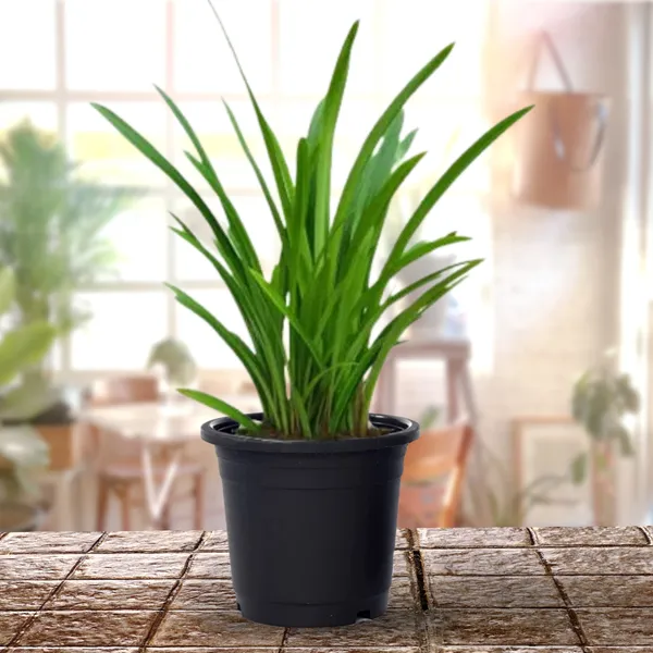 Good_Luck_Sudarashan_Lily_Plant_Beach_Spider_Lily_Live_Plant_Hymenocallis_Littoralis_Default_Title