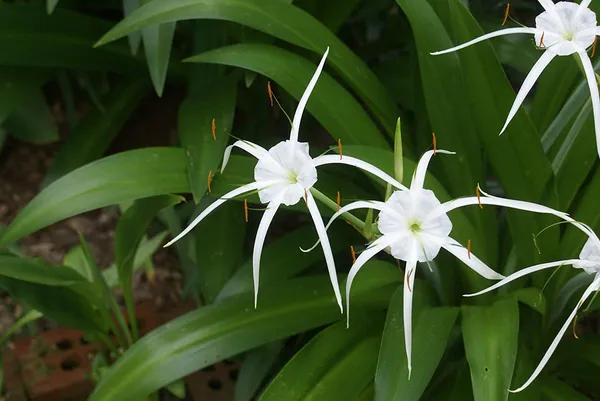 Good_Luck_Sudarashan_Lily_Plant_Beach_Spider_Lily_Live_Plant_Hymenocallis_Littoralis_Default_Title