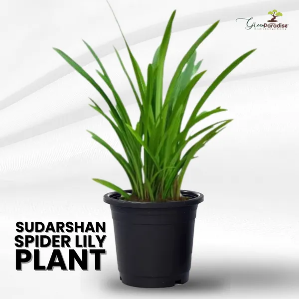 Good_Luck_Sudarashan_Lily_Plant_Beach_Spider_Lily_Live_Plant_Hymenocallis_Littoralis_Default_Title