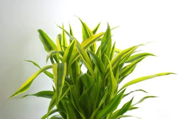Fengsui_Lucky_Golden_Bamboo_Dracaena_Sanderiana_Live_Plant_Default_Title