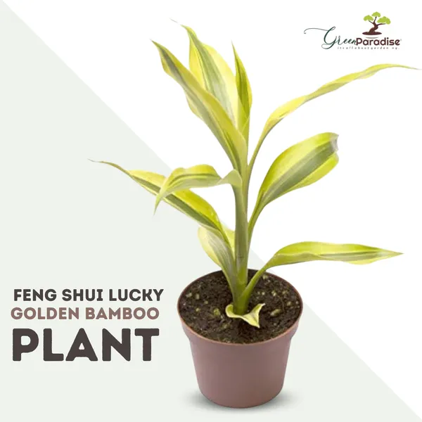 Fengsui_Lucky_Golden_Bamboo_Dracaena_Sanderiana_Live_Plant_Default_Title