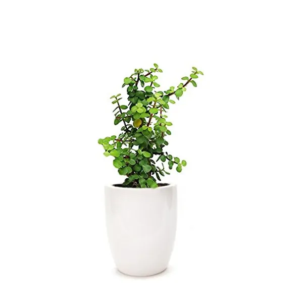 Green_Paradise_Jade_Plant_Good_Luck_Plant_With_Pot_Default_Title
