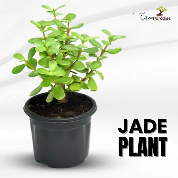 Green_Paradise_Jade_Plant_Good_Luck_Plant_With_Pot_Default_Title