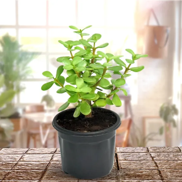 Green_Paradise_Jade_Plant_Good_Luck_Plant_With_Pot_Default_Title