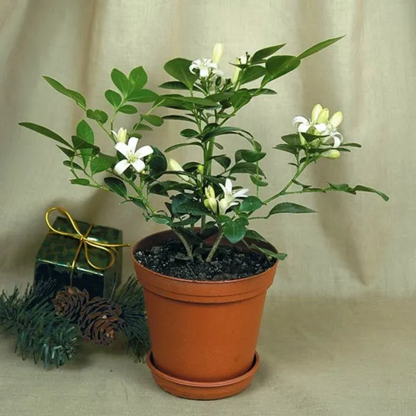 Mini_Murraya_Paniculata_Madhukamini_Amazing_Jasmine_Fragrant_Full_Year_Flowering_Plant_Default_Title