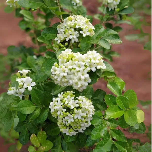 Mini_Murraya_Paniculata_Madhukamini_Amazing_Jasmine_Fragrant_Full_Year_Flowering_Plant_Default_Title