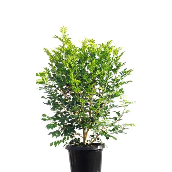 Mini_Murraya_Paniculata_Madhukamini_Amazing_Jasmine_Fragrant_Full_Year_Flowering_Plant_Default_Title
