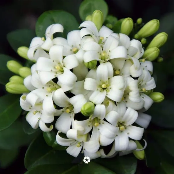 Mini_Murraya_Paniculata_Madhukamini_Amazing_Jasmine_Fragrant_Full_Year_Flowering_Plant_Default_Title