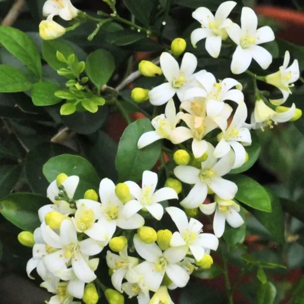 Mini_Murraya_Paniculata_Madhukamini_Amazing_Jasmine_Fragrant_Full_Year_Flowering_Plant_Default_Title