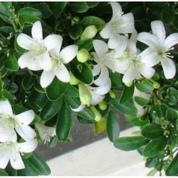 Mini_Murraya_Paniculata_Madhukamini_Amazing_Jasmine_Fragrant_Full_Year_Flowering_Plant_Default_Title