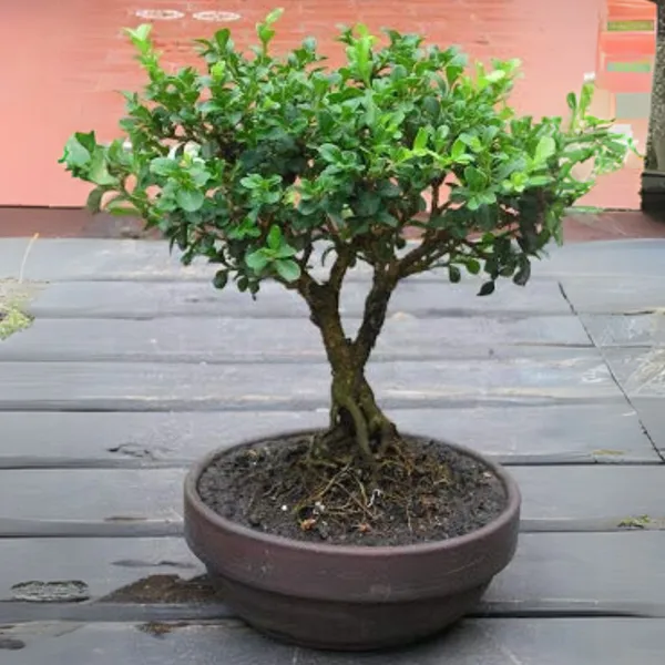 Japanese_Boxwood_Buxus_Microphylla_Japonica_Boxwood_Bonsai_Suitable_Tree_Live_Plant_With_Pot_Default_Title