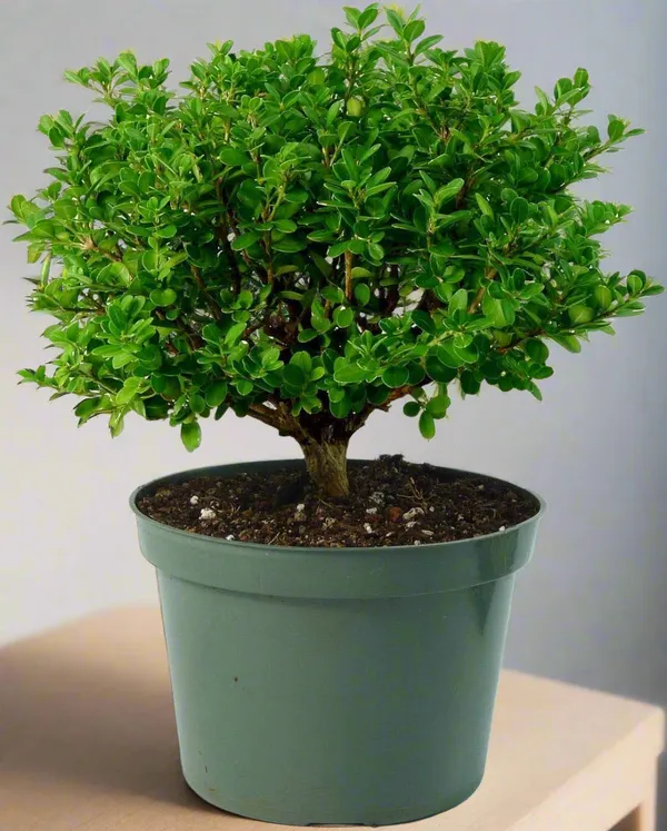 Japanese_Boxwood_Buxus_Microphylla_Japonica_Boxwood_Bonsai_Suitable_Tree_Live_Plant_With_Pot_Default_Title