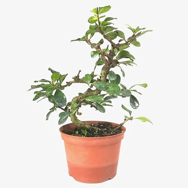Bonsai_Suitable_Carmona_Fukien_Tea_Tree_With_Pot_Live_Plant_Default_Title