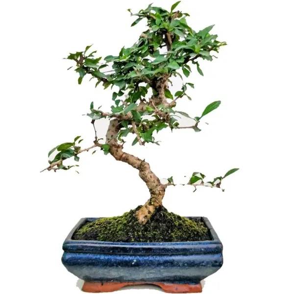 Bonsai_Suitable_Carmona_Fukien_Tea_Tree_With_Pot_Live_Plant_Default_Title