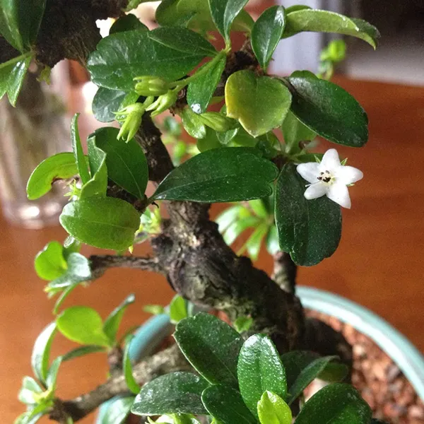 Bonsai_Suitable_Carmona_Fukien_Tea_Tree_With_Pot_Live_Plant_Default_Title