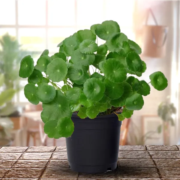 Green_Paradise_Hydrocotyle_Brazilian_Pennywort_Fast_Growing_Aquatic_Plant_For_Aquariums_Terrariums_Water_Gardens_Easy_Care_Live_Creeper_Plant_Default_Title