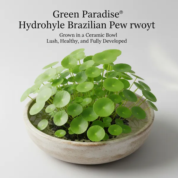 Green_Paradise_Hydrocotyle_Brazilian_Pennywort_Fast_Growing_Aquatic_Plant_For_Aquariums_Terrariums_Water_Gardens_Easy_Care_Live_Creeper_Plant_Default_Title