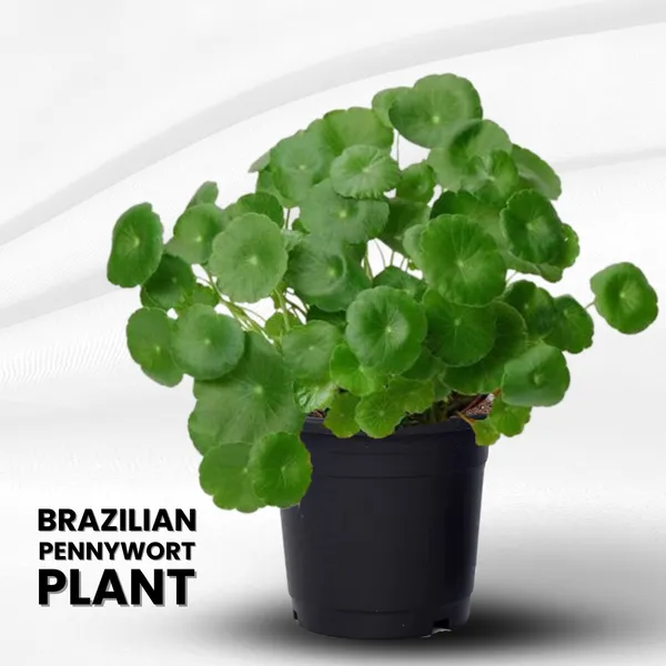 Green_Paradise_Hydrocotyle_Brazilian_Pennywort_Fast_Growing_Aquatic_Plant_For_Aquariums_Terrariums_Water_Gardens_Easy_Care_Live_Creeper_Plant_Default_Title