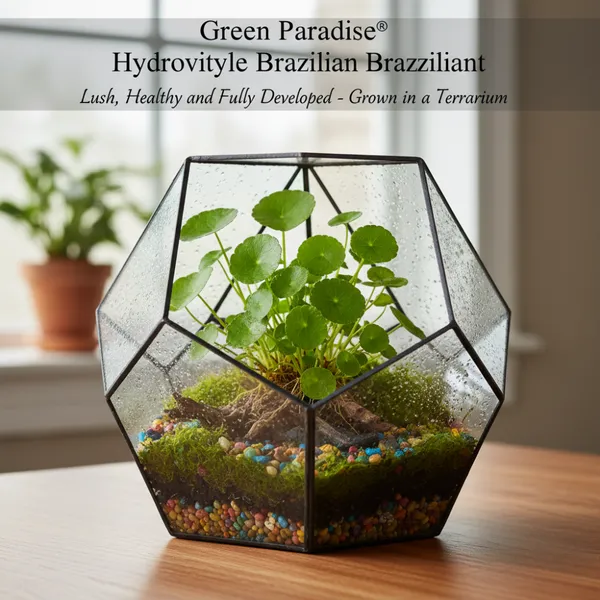 Green_Paradise_Hydrocotyle_Brazilian_Pennywort_Fast_Growing_Aquatic_Plant_For_Aquariums_Terrariums_Water_Gardens_Easy_Care_Live_Creeper_Plant_Default_Title