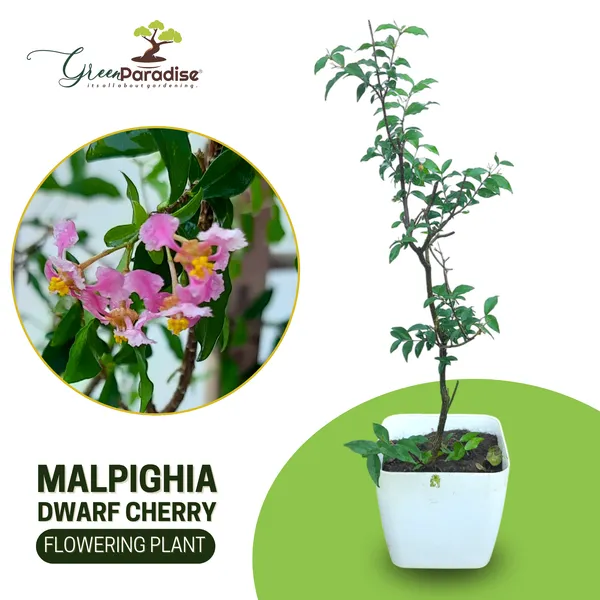 Malpighia_Dwarf_Cherry_Blossom_Bonsai_Suitable_Sapling_Plant_Default_Title