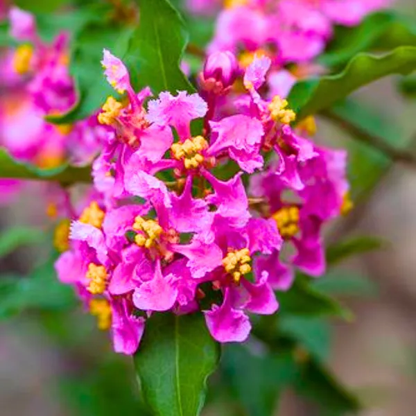 Malpighia_Dwarf_Cherry_Blossom_Bonsai_Suitable_Sapling_Plant_Default_Title