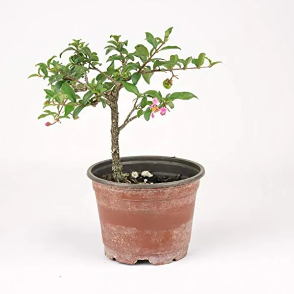 Malpighia_Dwarf_Cherry_Blossom_Bonsai_Suitable_Sapling_Plant_Default_Title