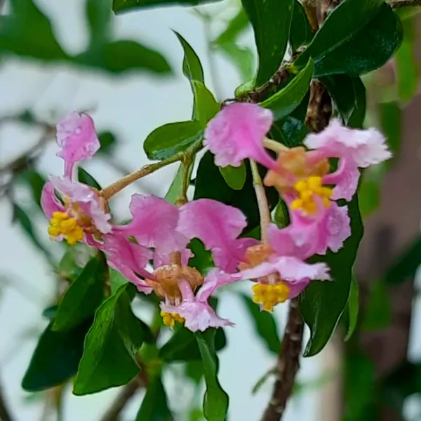 Malpighia_Dwarf_Cherry_Blossom_Bonsai_Suitable_Sapling_Plant_Default_Title