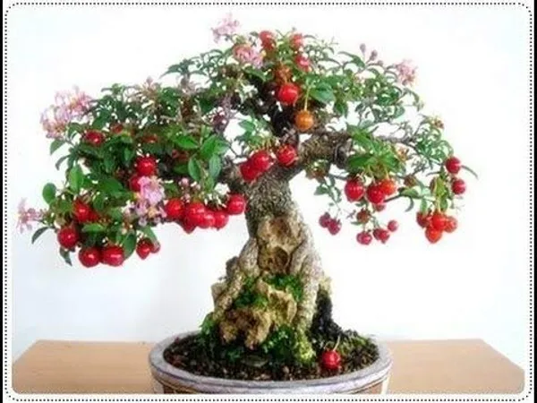 Malpighia_Dwarf_Cherry_Blossom_Bonsai_Suitable_Sapling_Plant_Default_Title